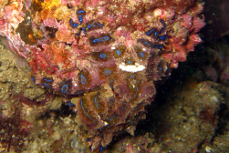 photo of blue-ringed octopus