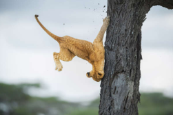 lion cub tumbling from tree