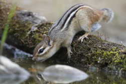 chimunk drinking water from pond