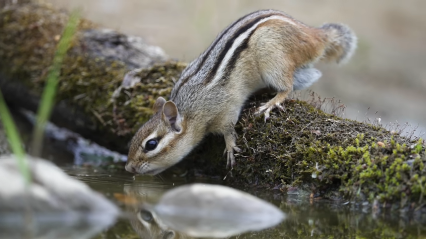 chimunk drinking water from pond