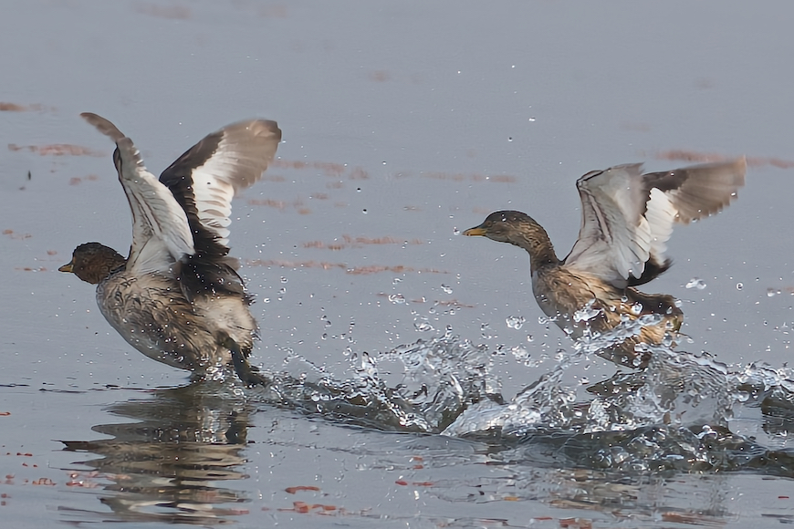 two ducks splashing in the water near each other.