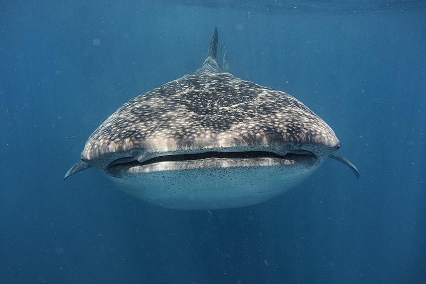 a whale shark swimming in the ocean.