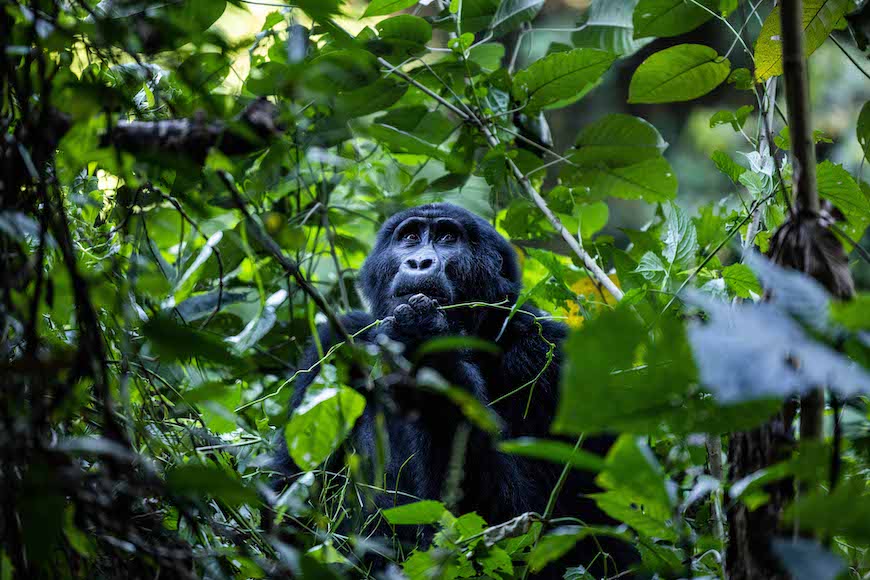a black Ape sitting in the middle of a forest.
