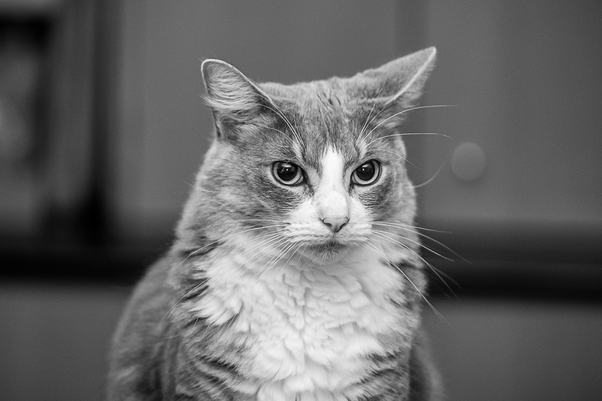 a black and white photo of a cat.