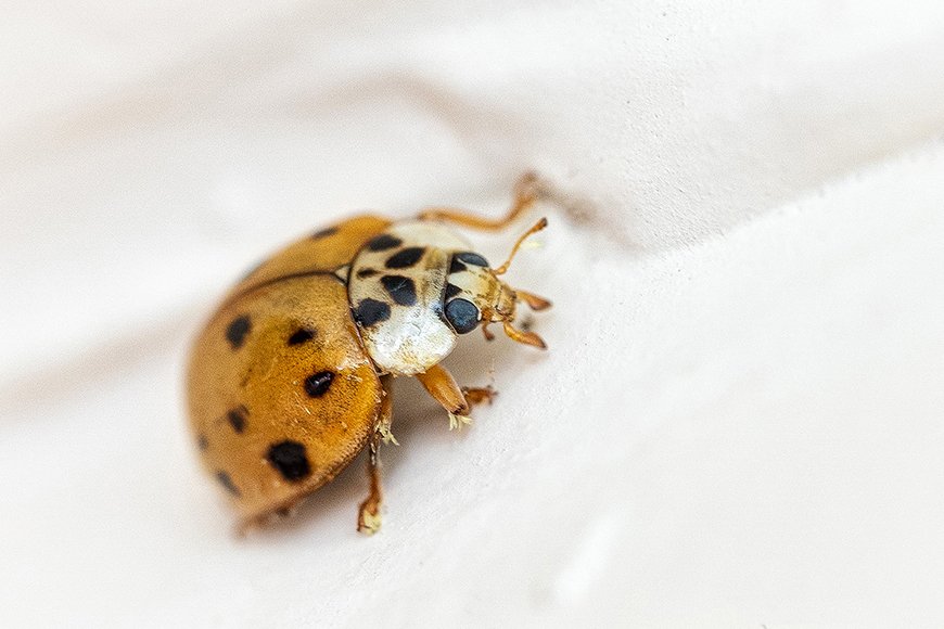 a close up of a ladybug on a white surface.