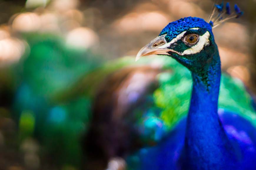 a close up of a peacock with a blurry background.