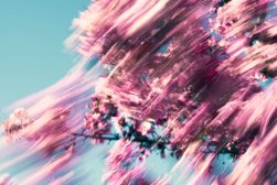 a blurry photo of a tree with pink flowers produced by intentional camera movement.