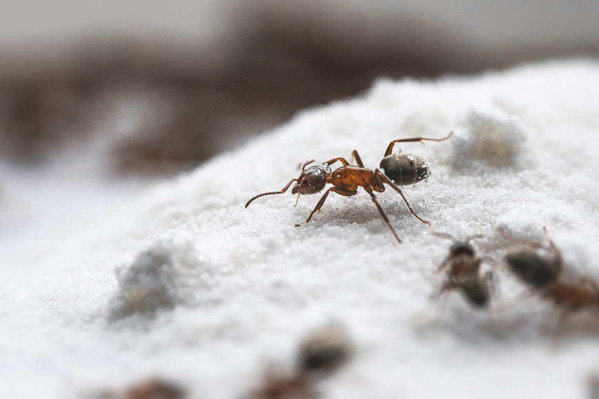 a close up of a an ant reaching out its leg while on top of sugar
