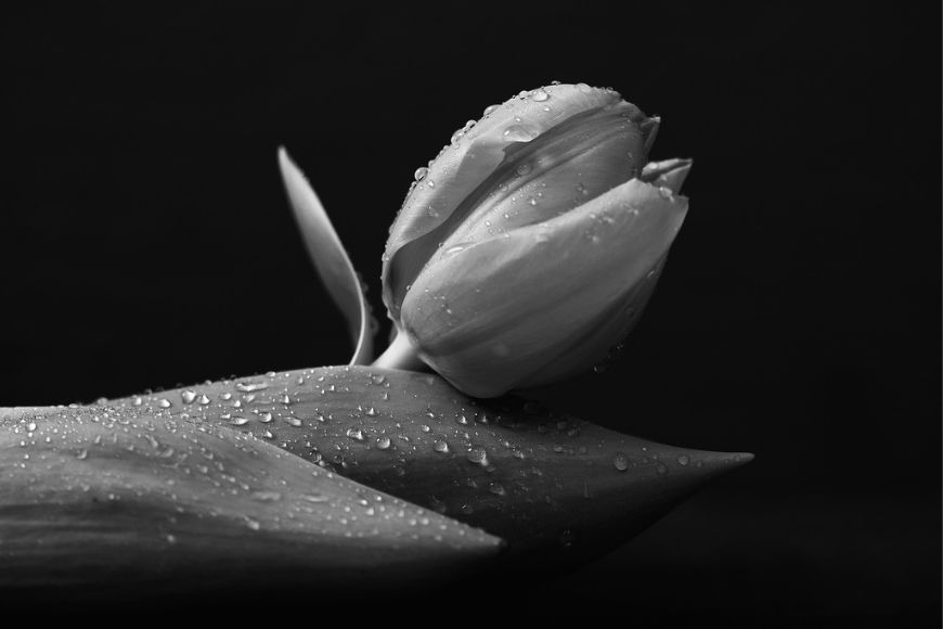 a close up of a flower, lit with light in a softbox