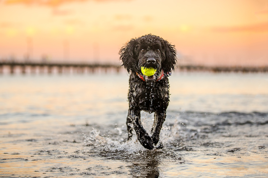 a dog running through the water with a ball in its mouth.