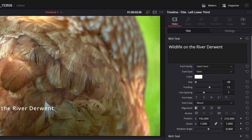 a close up of a bird on a computer screen.