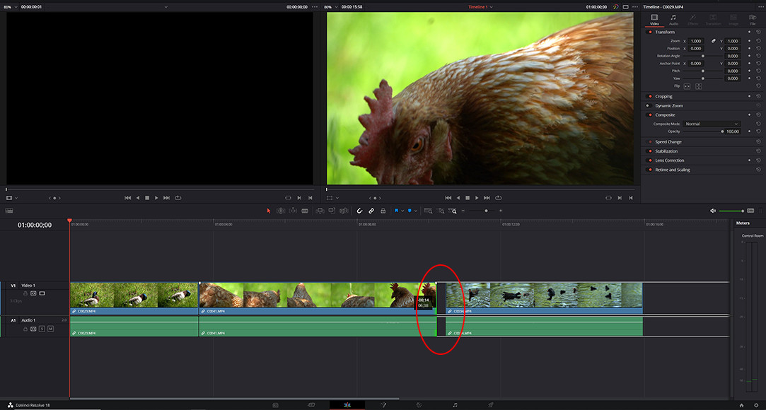a picture of a chicken is being viewed on a computer screen.