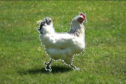 a white chicken standing on top of a lush green field.