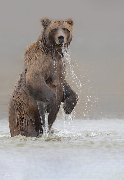 a large brown bear standing in a body of water.