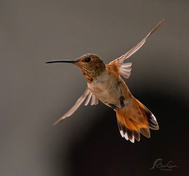 a hummingbird flying in the air with its wings spread.