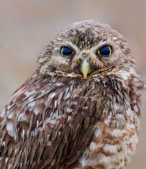 a close up of a small owl with blue eyes.