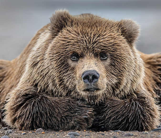 a brown bear laying on top of a sandy beach.