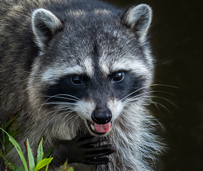 a raccoon with its tongue hanging out of its mouth.