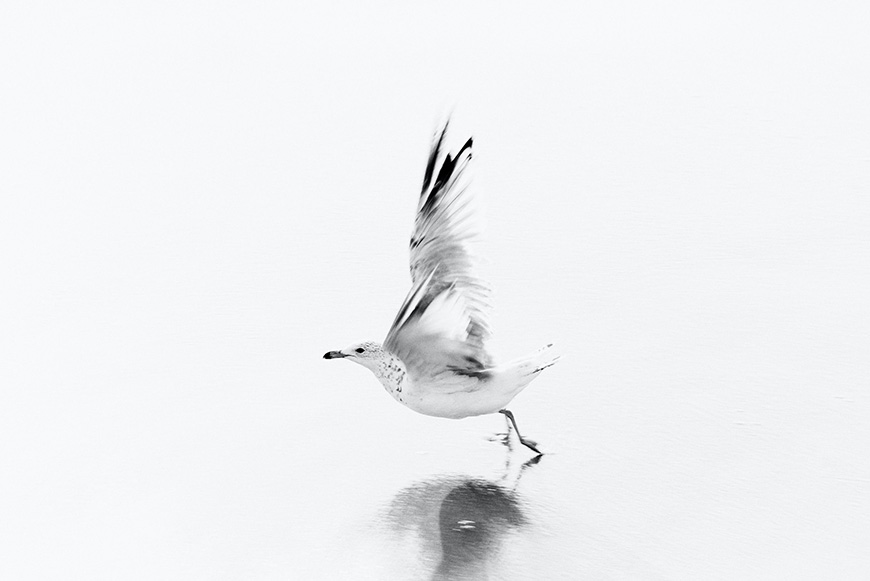 a bird flying over a body of water.