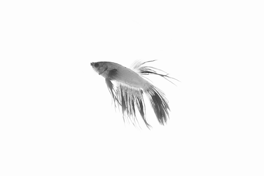 a black and white photo of a fish in the air.