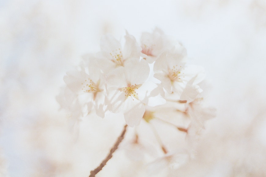 a close up of some white flowers on a tree.