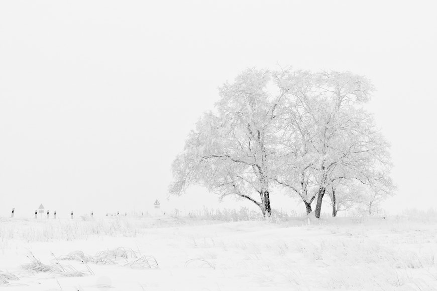 a snow covered tree in a snowy field.