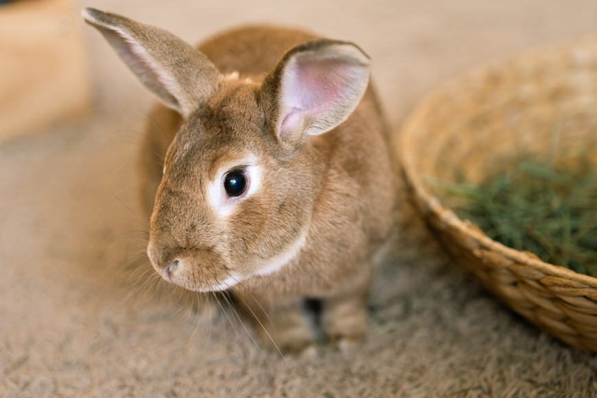 a brown rabbit is standing next to a basket of grass.
