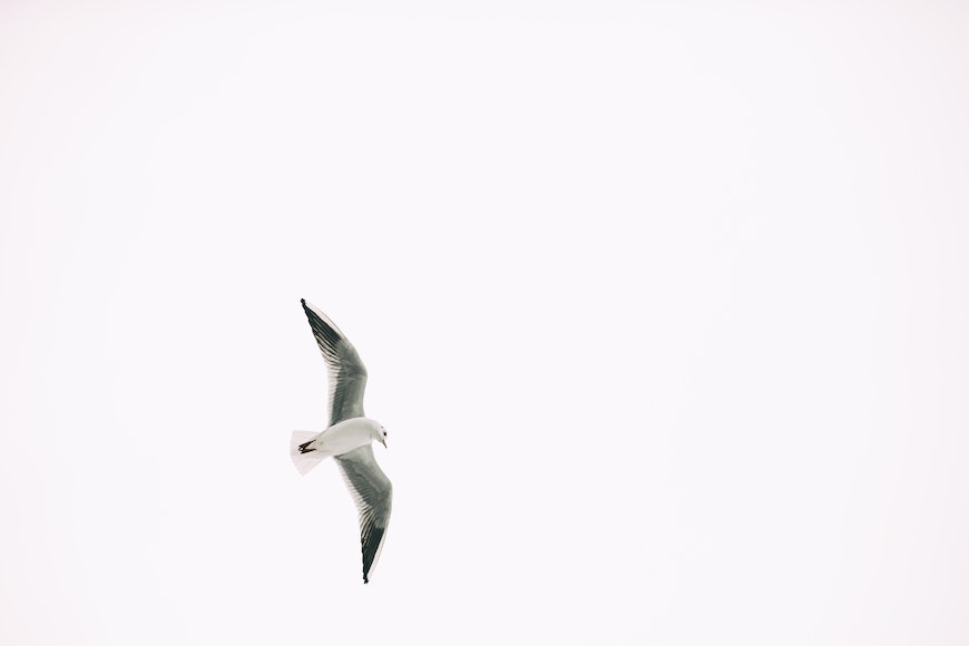 a seagull flying in the sky on a clear day.