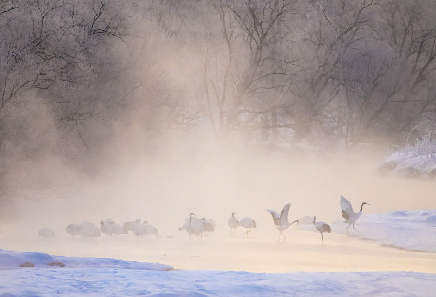 a flock of birds standing on top of a snow covered field.
