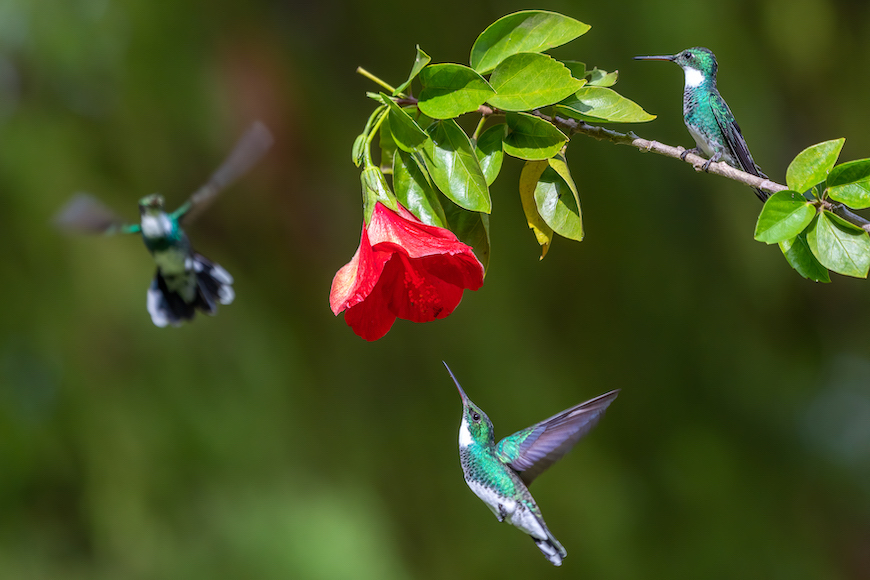a hummingbird flying next to a red flower.