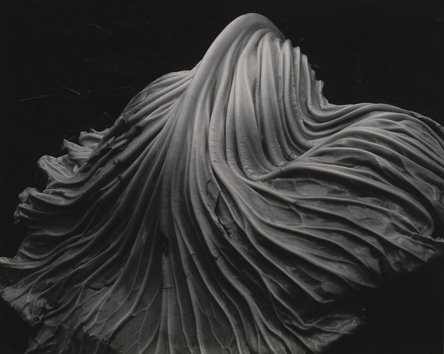 a black and white photo of a wavy cabbage leaf.
