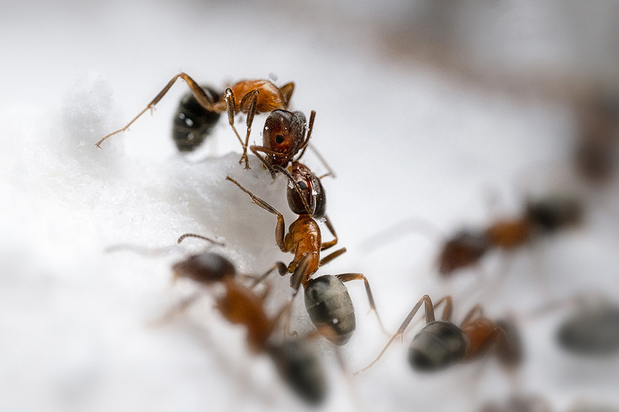 Ants interacting with each other on top of a pile of sugar.