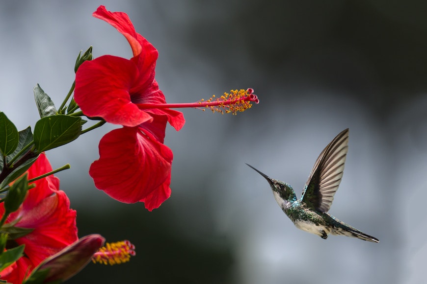 a hummingbird is flying near a red flower.