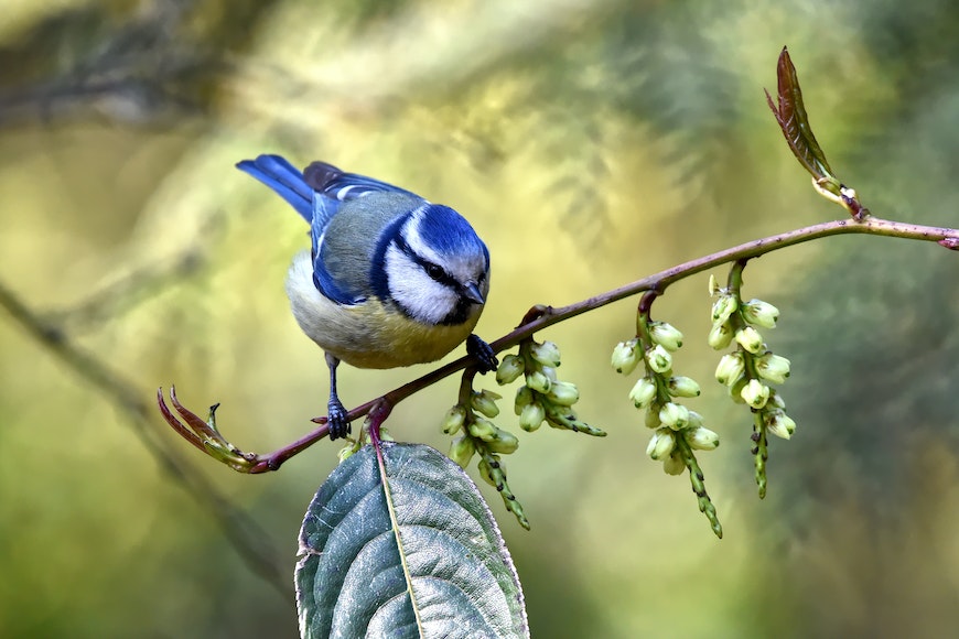 a blue bird perched on a branch with berries.