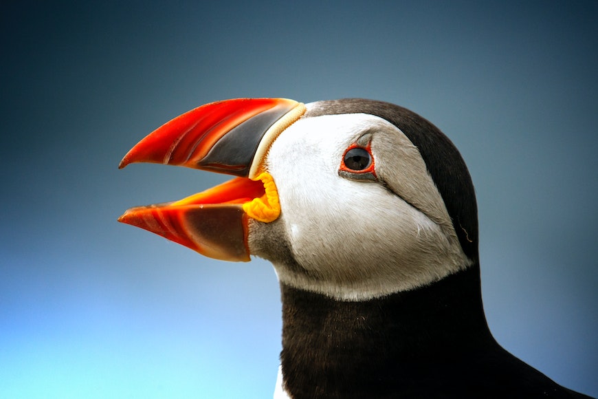 a close up of a puffin with its mouth open.