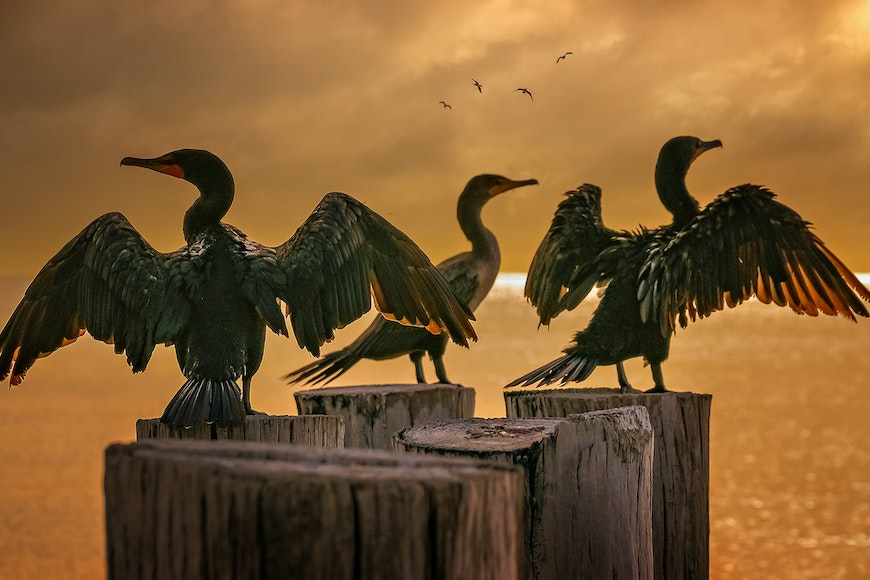 three cormorants perched on wooden posts at sunrise.