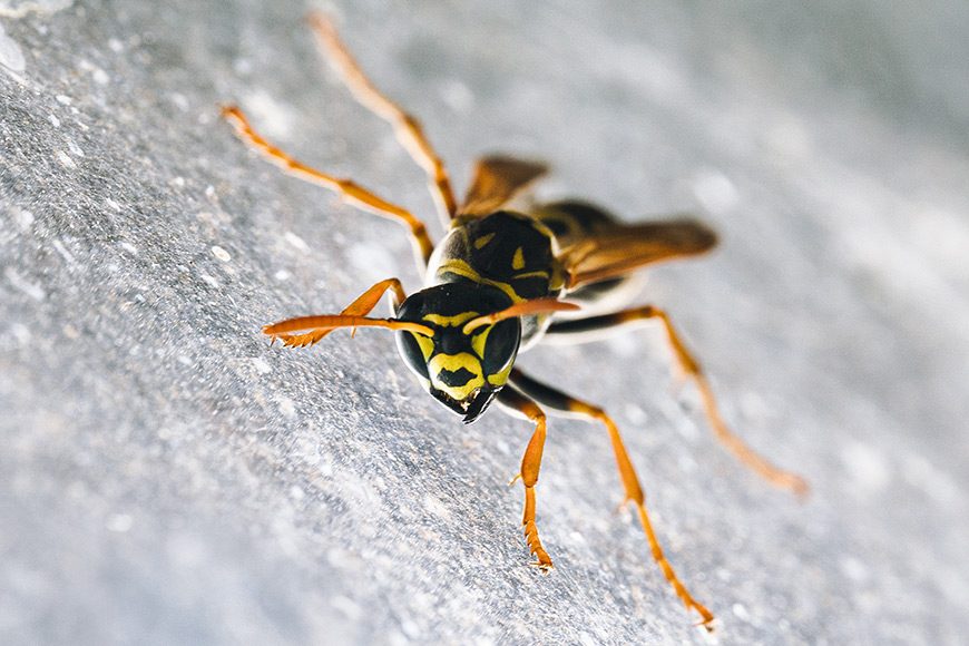 A black and yellow hornet crawling on a window.