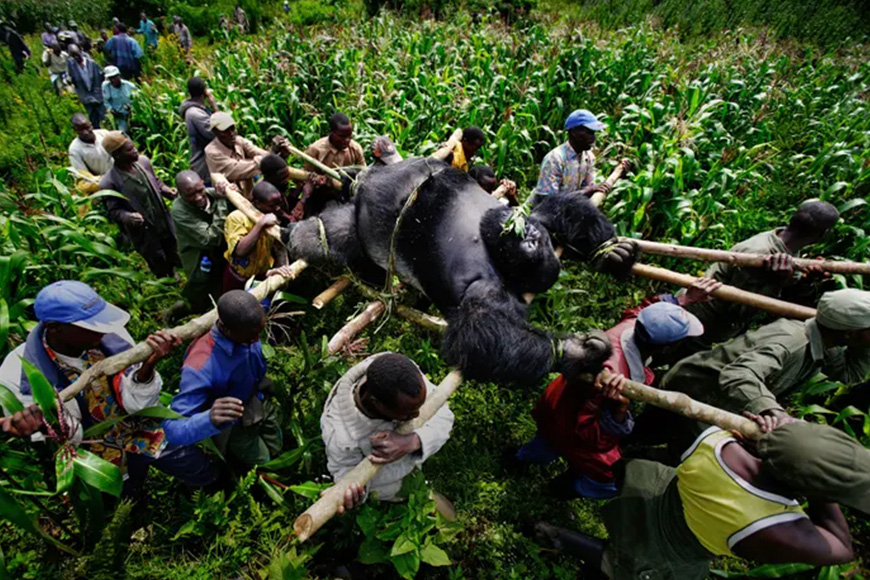 A group of people carrying a gorilla in a field.