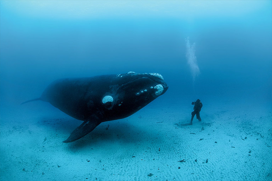 A scuba diver next to a humpback whale.