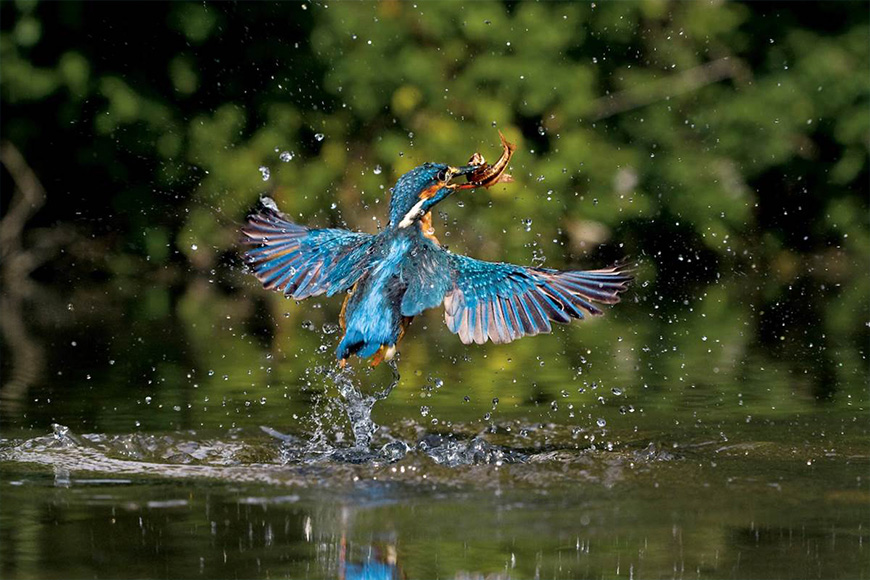A blue bird catching a fish in the water.