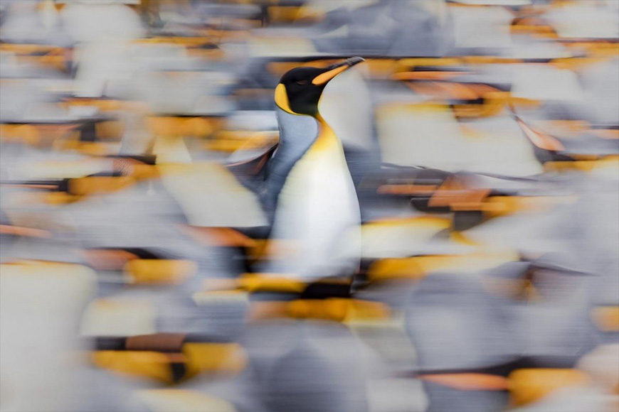 King edward penguin in a crowd of other penguins.