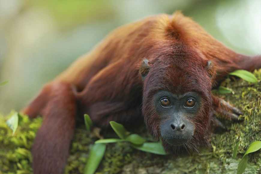 A red monkey resting on a mossy branch.