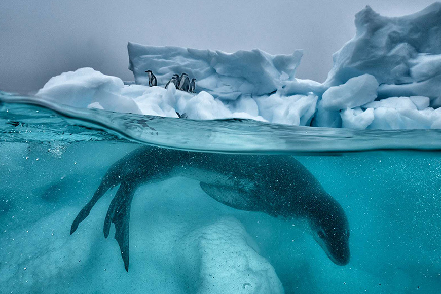 A penguin swims under an iceberg in antarctica.