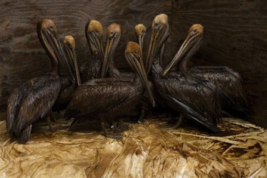 A group of pelicans are sitting in a crate.