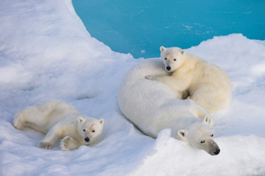 Three polar bears resting in the snow.