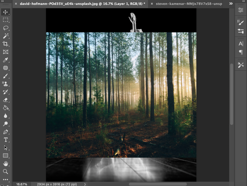 A photo of a forest in adobe photoshop.