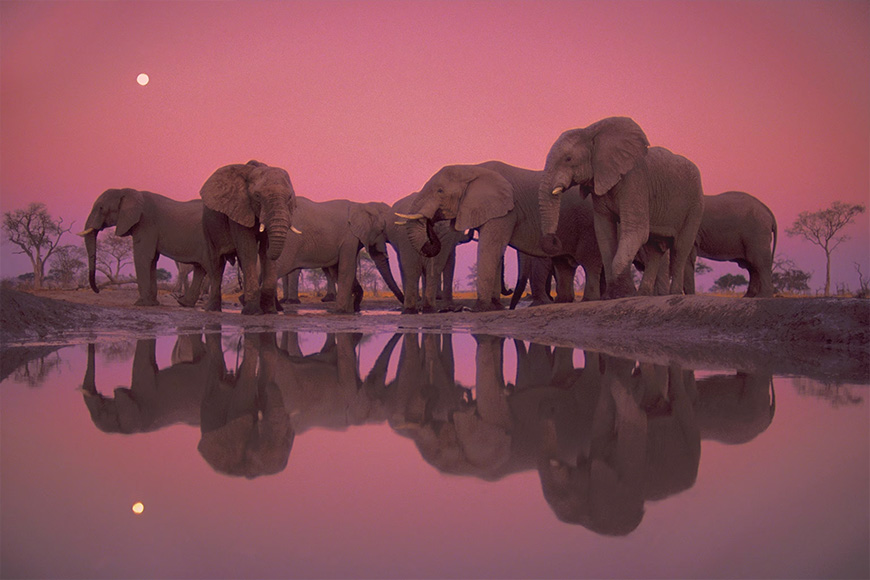 A group of elephants standing in a pond.