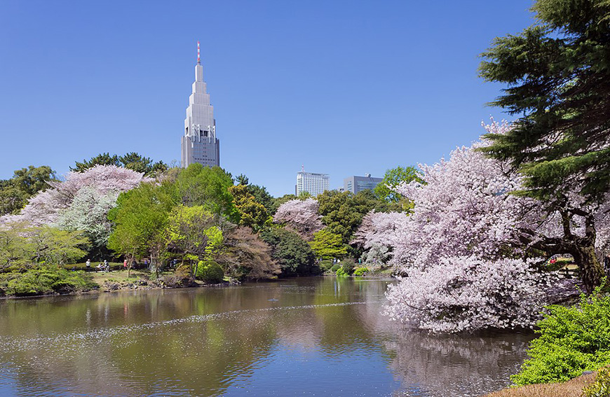 A pond with cherry trees and a skyscraper in the background.