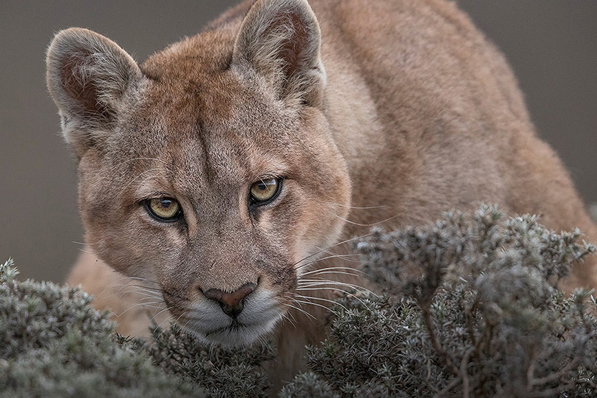 A mountain lion is looking at the camera.