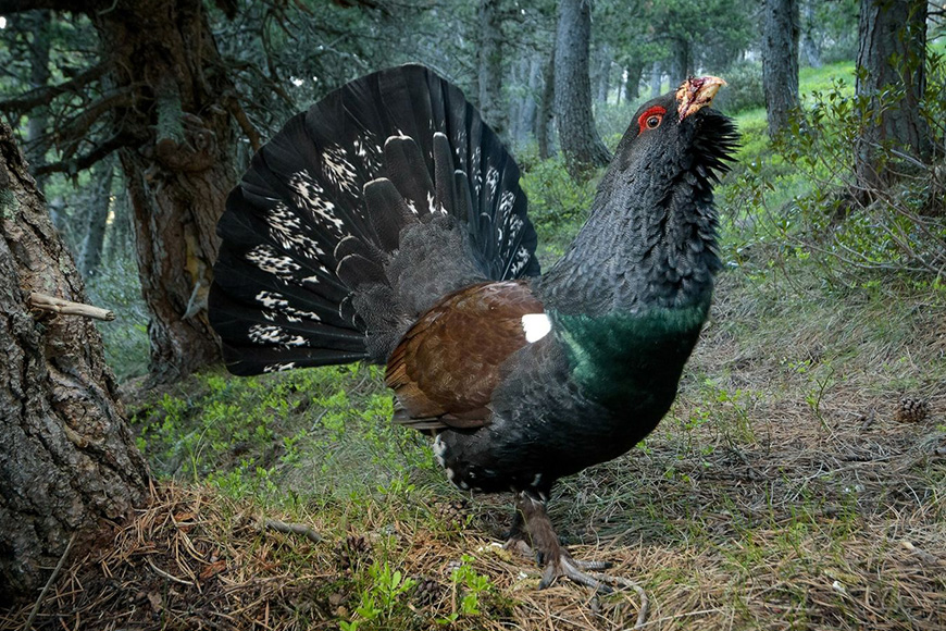 A black and brown pheasant standing in the woods.